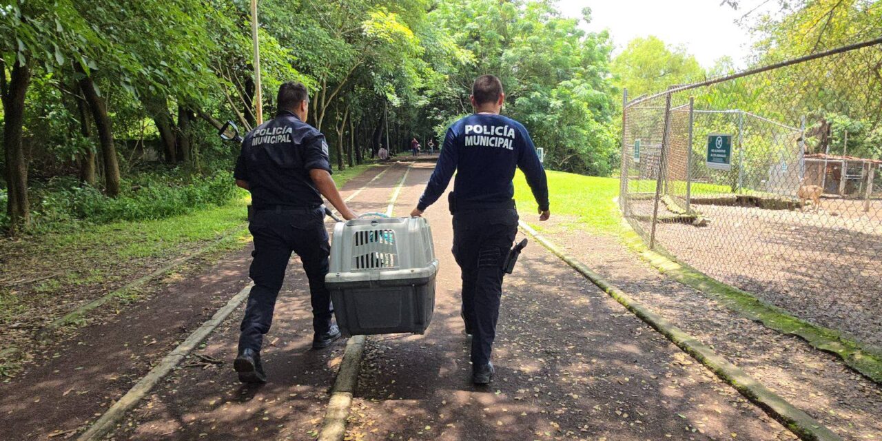 Captura Policía Tepic a tejón en calles del fraccionamiento Lomas de la Cruz.