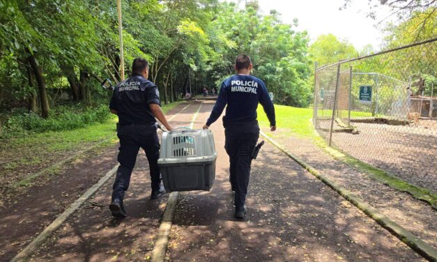 Captura Policía Tepic a tejón en calles del fraccionamiento Lomas de la Cruz.