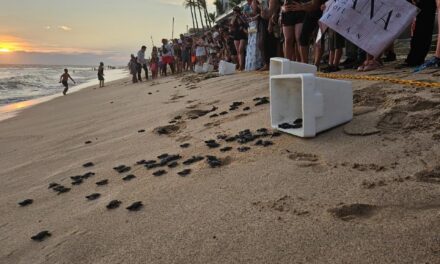 ¡MAZATLÁN PROTEGE SUS TORTUGAS!