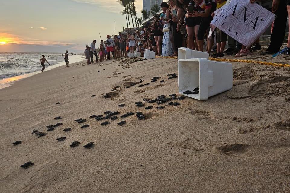 ¡MAZATLÁN PROTEGE SUS TORTUGAS!