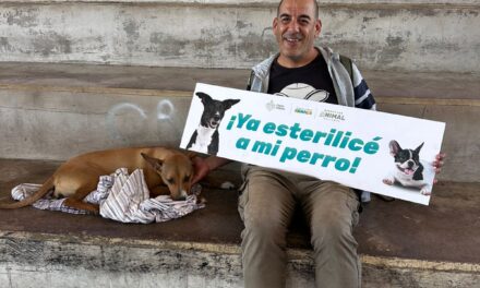 Bienestar Animal supera las 3 mil 300 esterilizaciones gratuitas