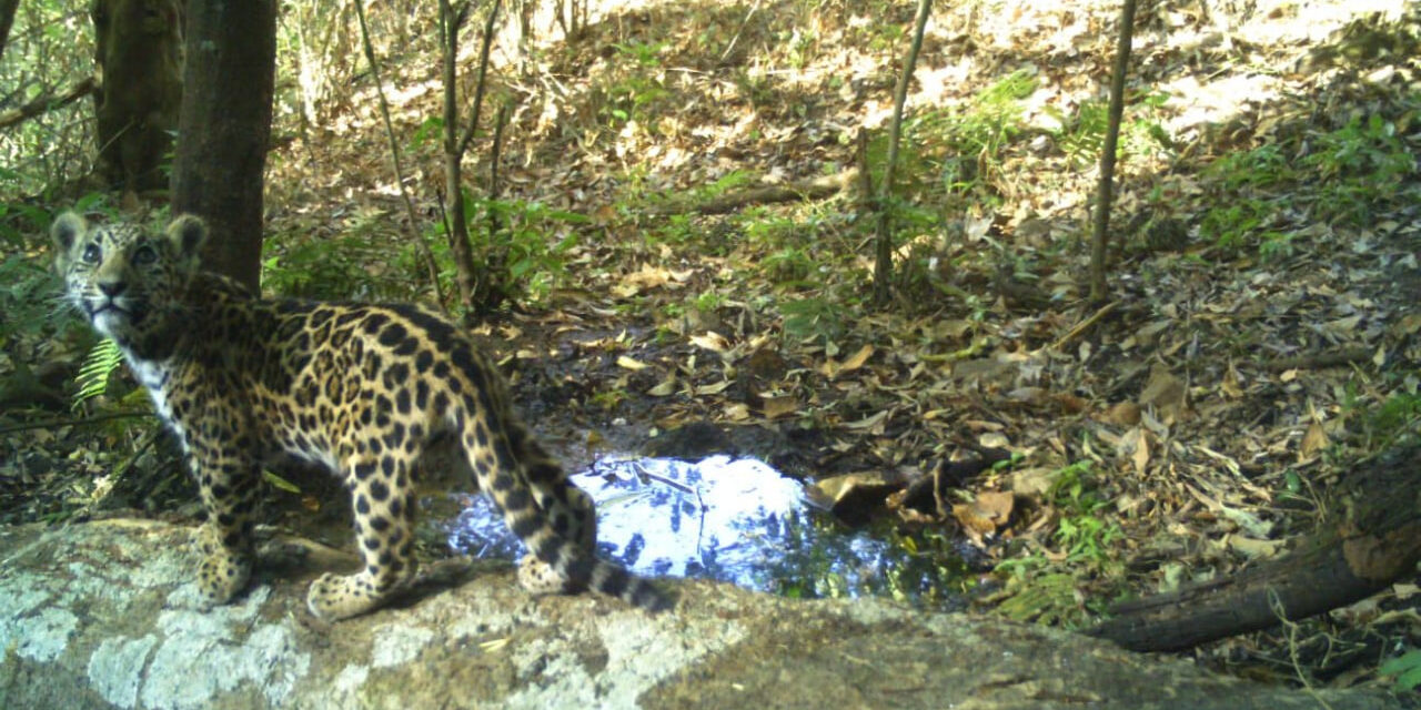 AVISTAN CACHORRO DE JAGUAR EN LA SIERRA DE CACOMA; PIDEN CUIDAR SU HÁBITAT