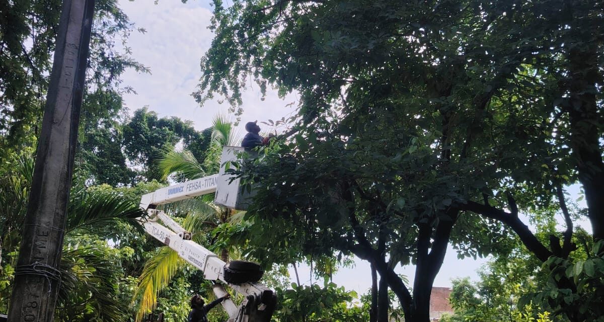 Gobierno del bien respalda a Los Tamarindos con limpieza y retiro de árboles