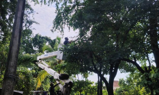 Gobierno del bien respalda a Los Tamarindos con limpieza y retiro de árboles