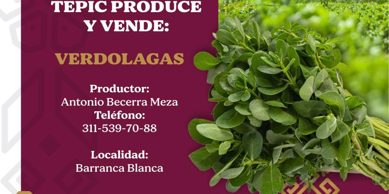 ¡VERDOLAGAS FRESCAS DIRECTO DE BARRANCA BLANCA!