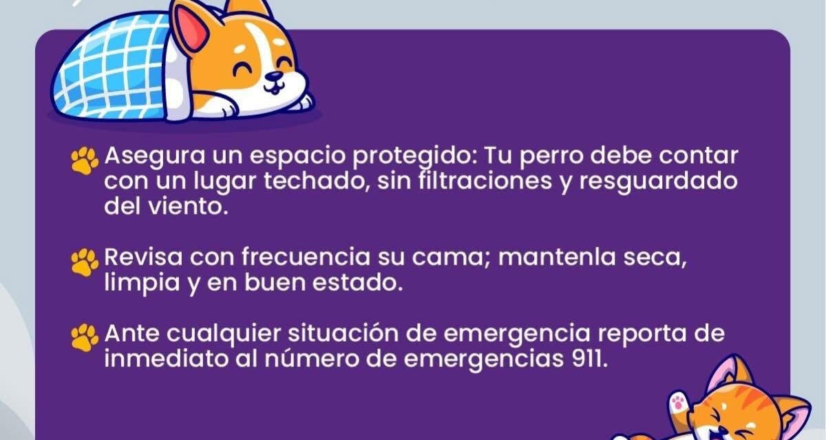 CUIDA A TUS MASCOTAS DEL FRÍO, CALOR Y LLUVIA