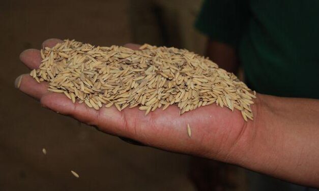 Gobierno de México abre convocatoria 2025 para que productoras y productores de Nayarit accedan a semilla certificada de arroz