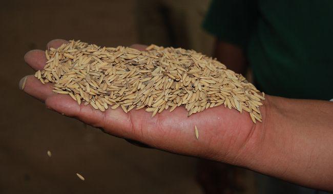 Gobierno de México abre convocatoria 2025 para que productoras y productores de Nayarit accedan a semilla certificada de arroz