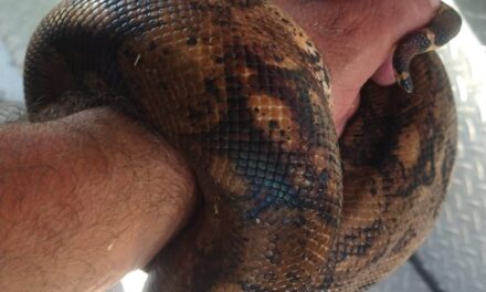 SERPIENTE BOA CONSTRICTORA LOCALIZADA Y LIBERADA EN TEPIC