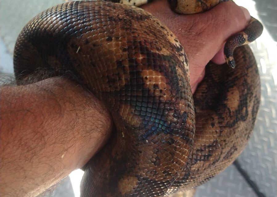 SERPIENTE BOA CONSTRICTORA LOCALIZADA Y LIBERADA EN TEPIC