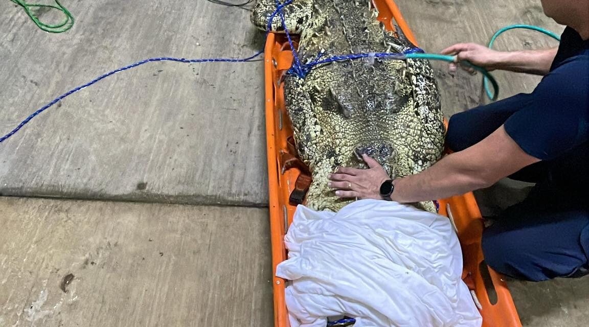 BOMBEROS REUBICAN COCODRILO EN COMPOSTELA