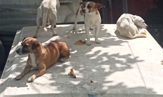 NICIA FISCALÍA DE NAYARIT INVESTIGACIÓN POR PRESUNTO MALTRATO ANIMAL EN LA COLONIA HERIBERTO CASAS