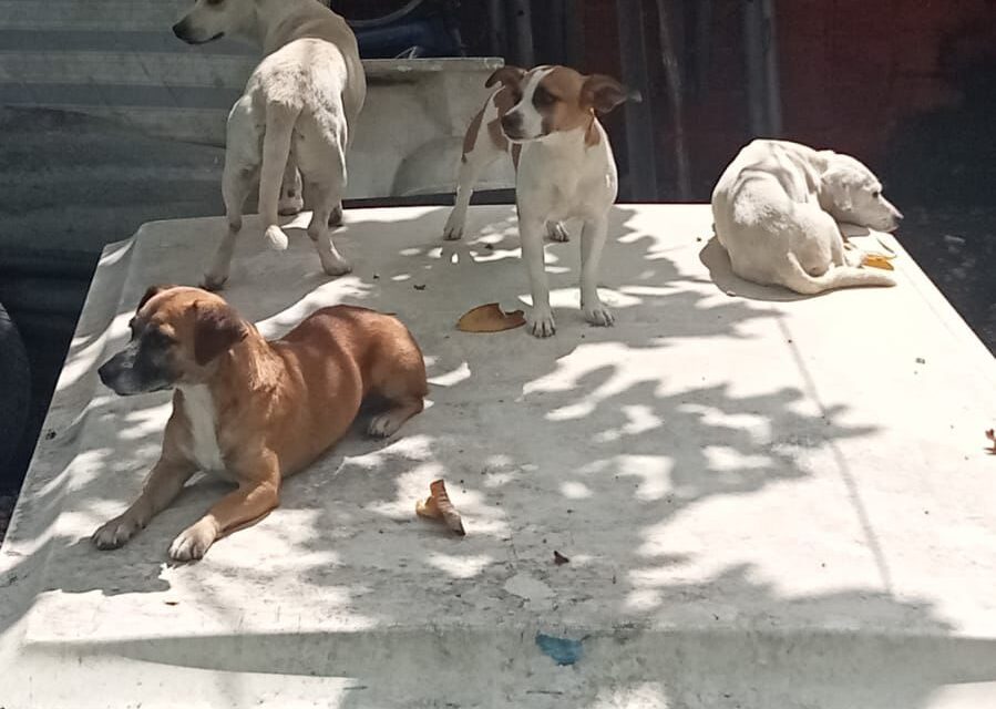 NICIA FISCALÍA DE NAYARIT INVESTIGACIÓN POR PRESUNTO MALTRATO ANIMAL EN LA COLONIA HERIBERTO CASAS