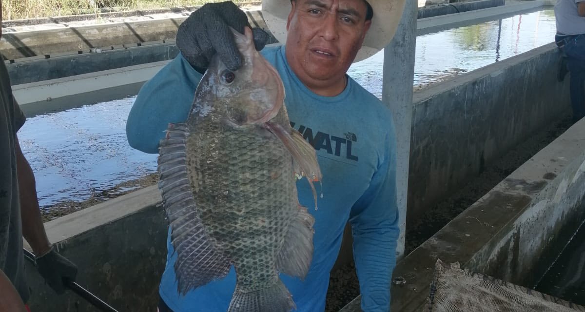 Entrega de tilapia fortalece programas alimentarios en Tuxpan