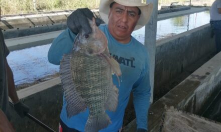 Entrega de tilapia fortalece programas alimentarios en Tuxpan