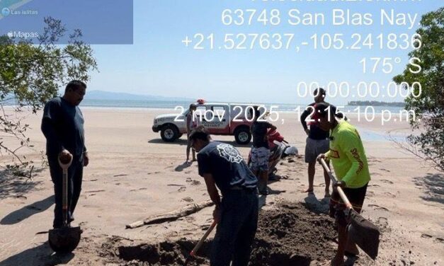 Activan protocolos por el deceso de un delfín en playa Las Islitas, San Blas
