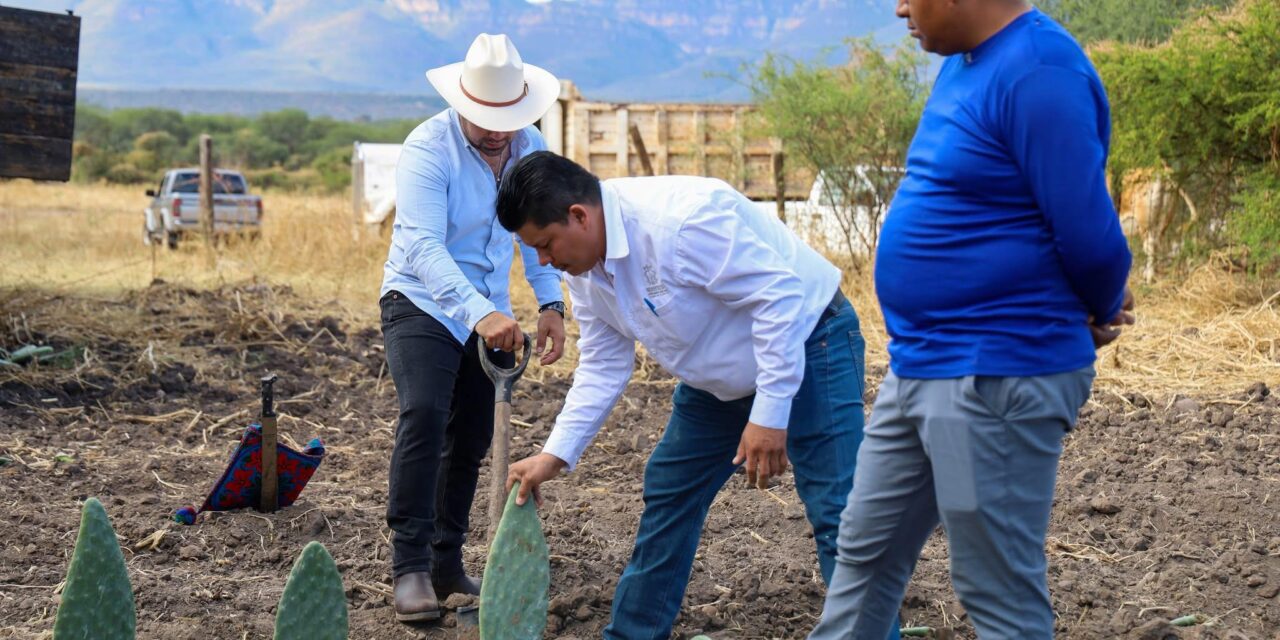 Arranca proyecto de Nopal Forrajero en Mezquitic