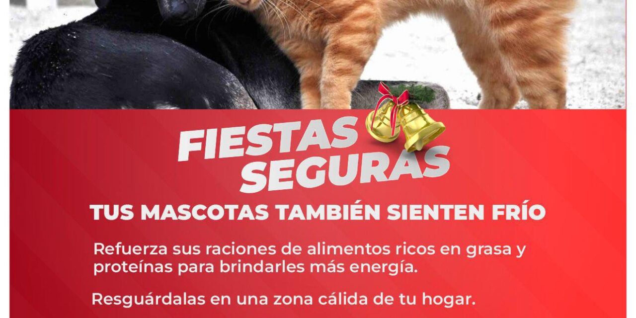 PROTÉGE A TUS MASCOTAS EN ESTA TEMPORADA