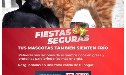 PROTÉGE A TUS MASCOTAS EN ESTA TEMPORADA