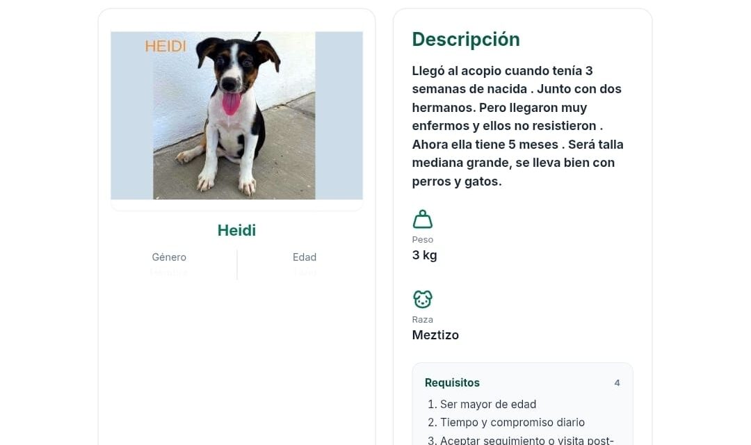 ¡ADOPTA UN AMIGO EN LÍNEA!