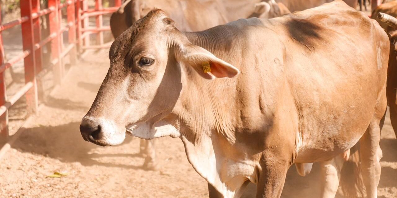 Héctor Santana seguirá fortaleciendo al sector ganadero