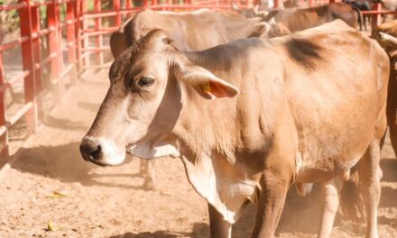 Héctor Santana seguirá fortaleciendo al sector ganadero