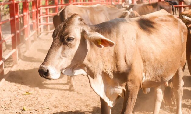 Héctor Santana seguirá fortaleciendo al sector ganadero