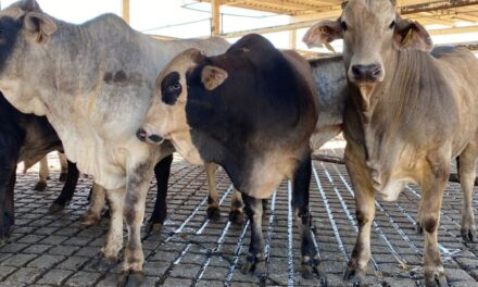 Rastro TIF de Mazatlán registra incremento en el procesamiento de porcinos y bovinos durante diciembre