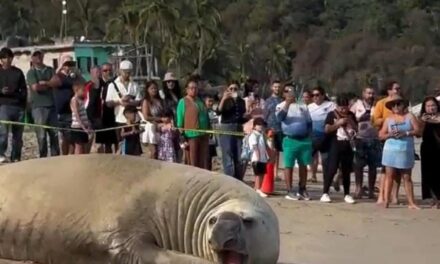 Concluye operativo para proteger a elefante marino en playas de Nayarit