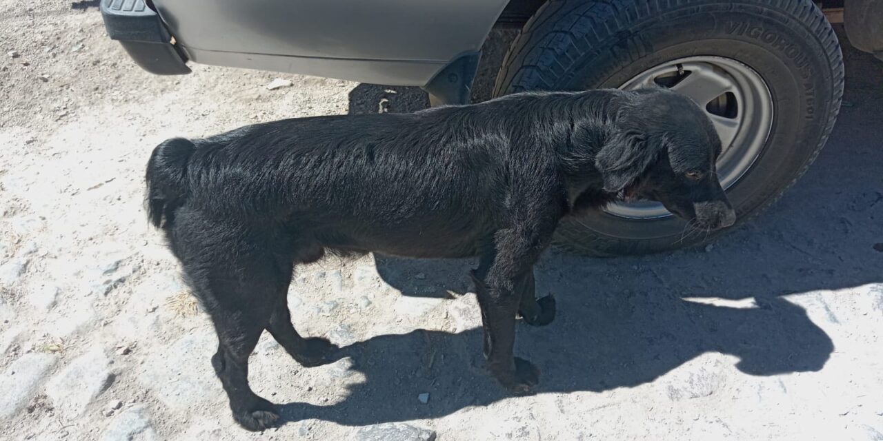 POLICÍA ESTATAL ATIENDE REPORTE POR PRESUNTO MALTRATO ANIMAL EN TEPIC