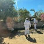 Atención a reporte de enjambre de abejas