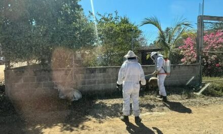 Atención a reporte de enjambre de abejas