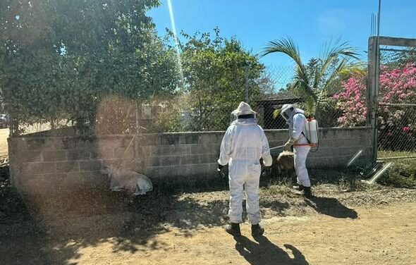 Atención a reporte de enjambre de abejas