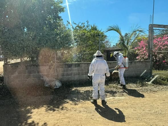 Atención a reporte de enjambre de abejas