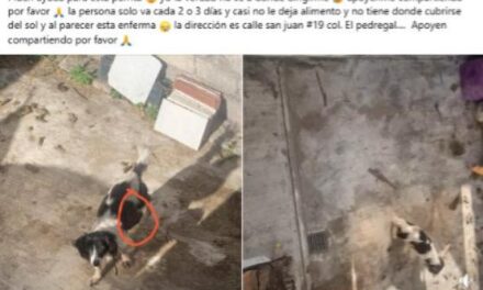 SSPC RESCATA A PERRITA EN LA CAPITAL NAYARITA TRAS DENUNCIA CIUDADANA