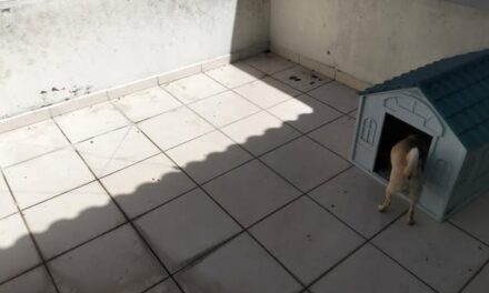 Atiende SSPC reporte de maltrato canino en Tepic