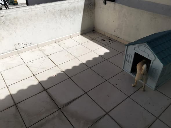 Atiende SSPC reporte de maltrato canino en Tepic