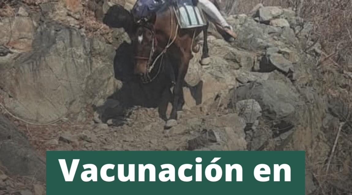 VACUNAS LLEGAN A ZONAS SERRANAS DE NAYARIT