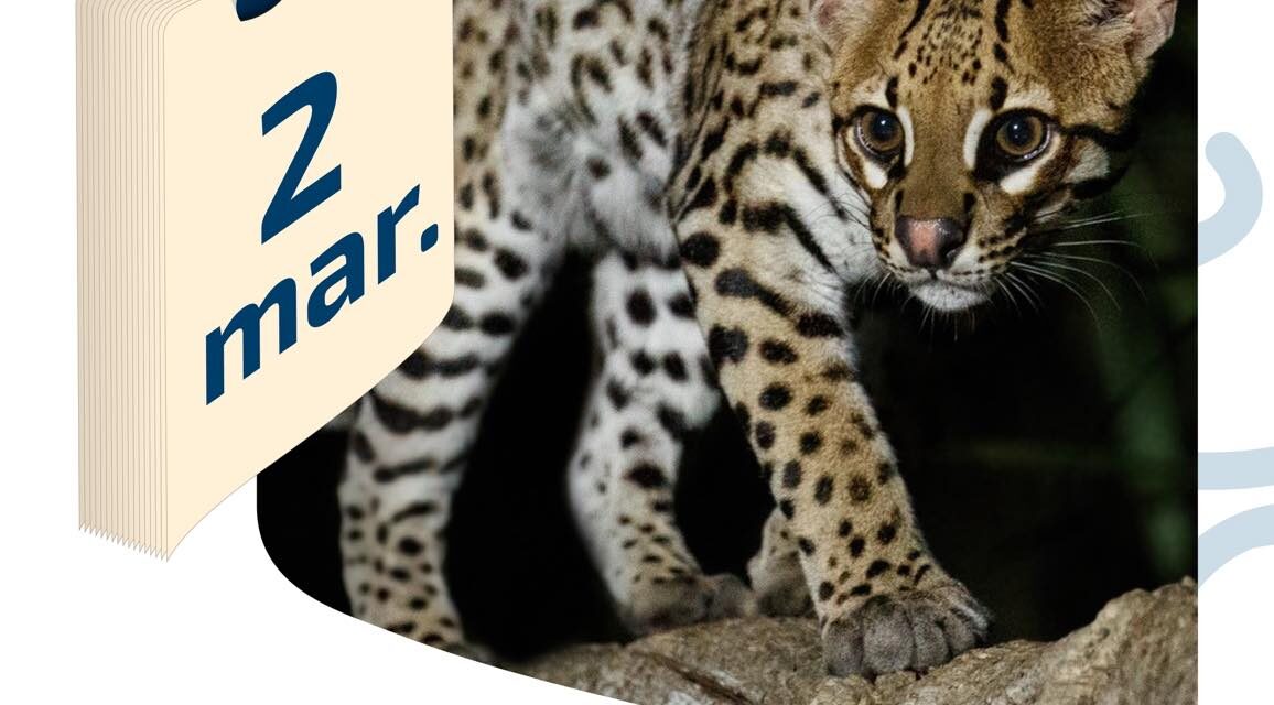 2 DE MARZO | DÍA DE LA CONSERVACIÓN DEL OCELOTE