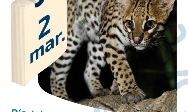 2 DE MARZO | DÍA DE LA CONSERVACIÓN DEL OCELOTE