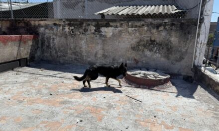SSPC ATIENDE REPORTE DE PRESUNTO MALTRATO ANIMAL EN TEPIC