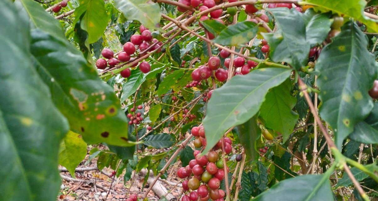 “CAFÉ NAYARIT” OBTIENE DENOMINACIÓN DE ORIGEN