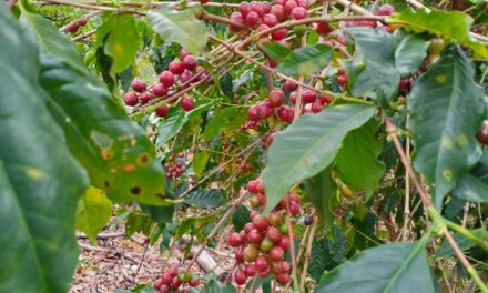 “CAFÉ NAYARIT” OBTIENE DENOMINACIÓN DE ORIGEN