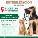 Invitan a jornada gratuita de esterilización en Bucerías
