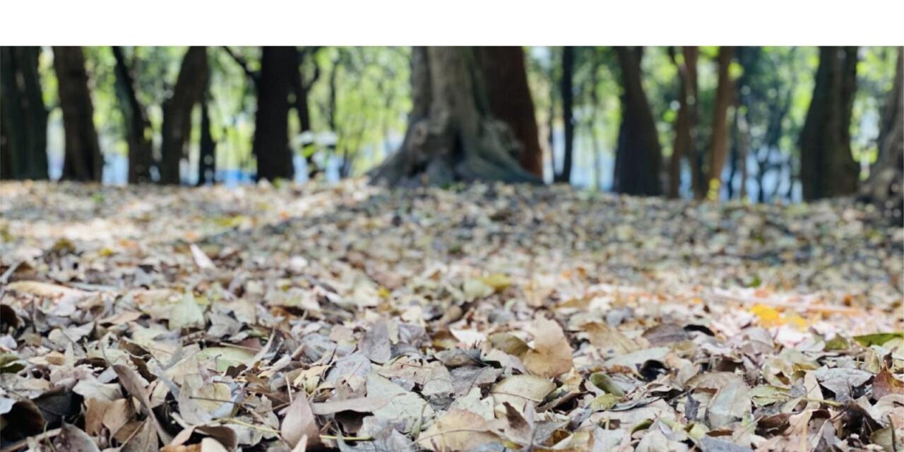 ¡PREVENIR INCENDIOS ES TAREA DE TODOS EN TEMPORADA DE ESTIAJE!