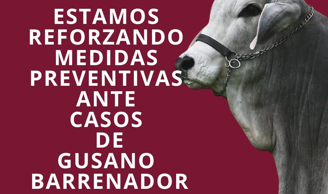 ¡REFUERZAN MEDIDAS DE PREVENCIÓN ANTE GUSANO BARRENADOR EN BAHÍA DE BANDERAS!