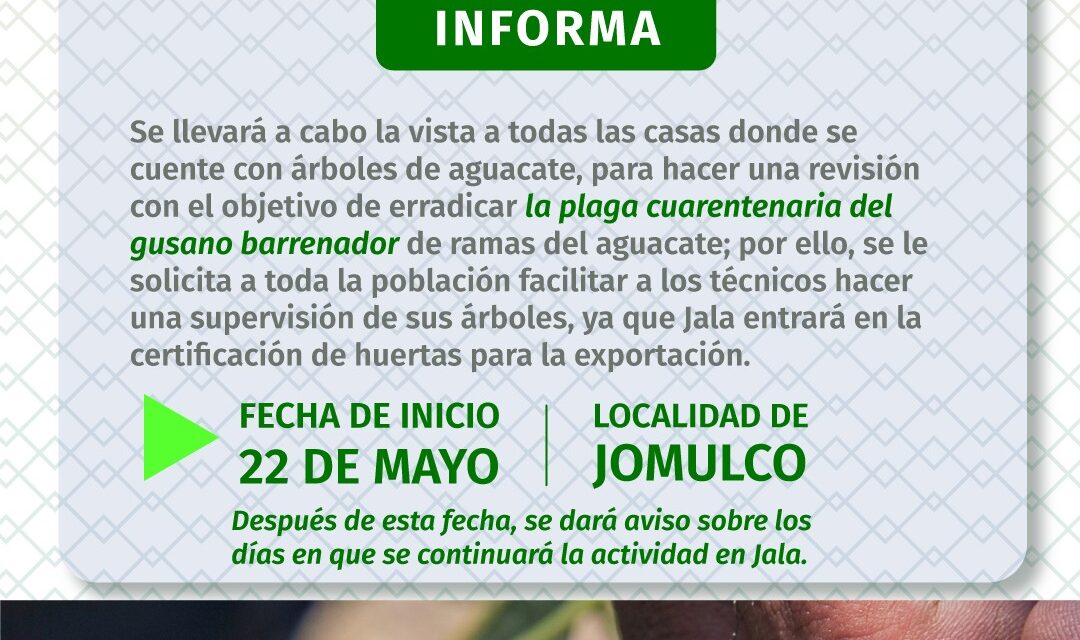 ¡INICIAN BRIGADAS PARA COMBATIR PLAGA EN ÁRBOLES DE AGUACATE EN JALA!