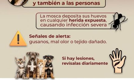 Gobierno de Nayarit llama a prevenir casos de gusano barrenador
