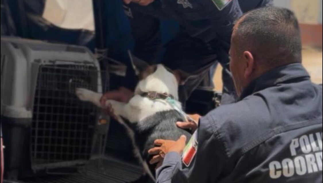 ¡COMPROMETIDOS CON LA PROTECCIÓN Y BIENESTAR ANIMAL!
