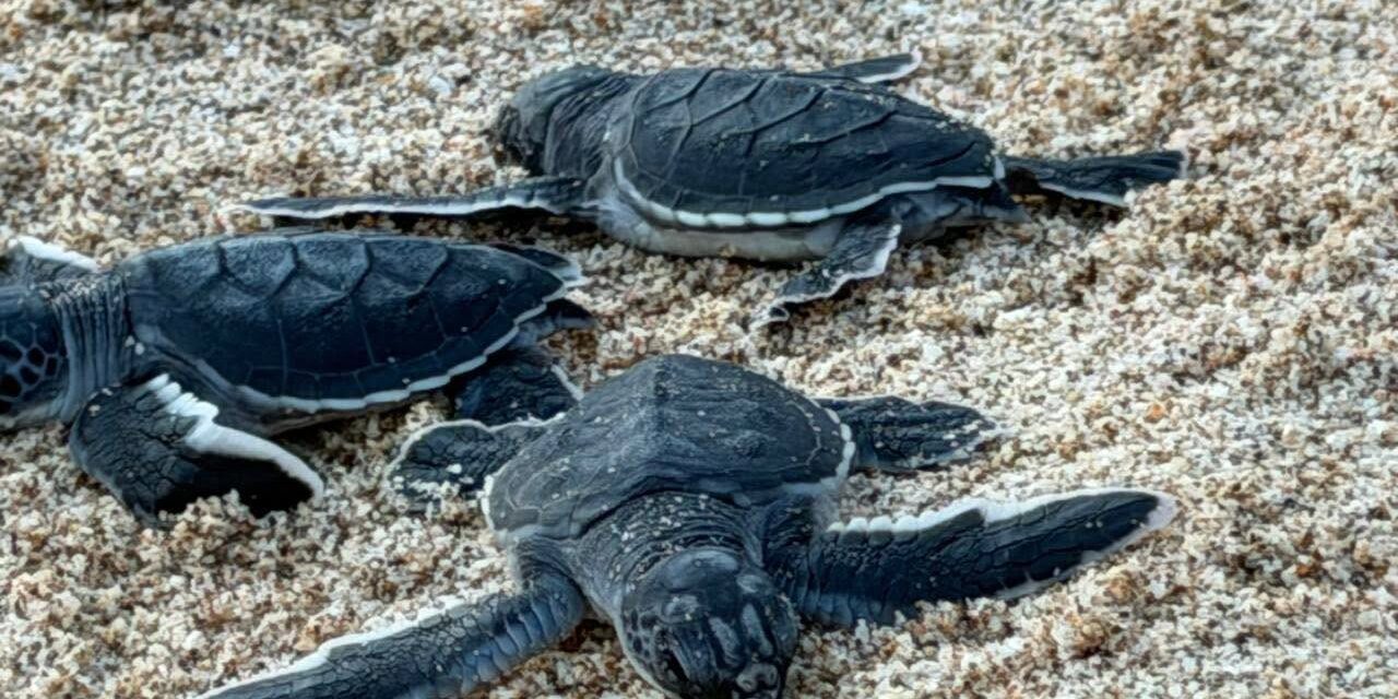 ¡MAZATLÁN REFUERZA LA PROTECCIÓN DE LAS TORTUGAS MARINAS Y LA BIODIVERSIDAD!